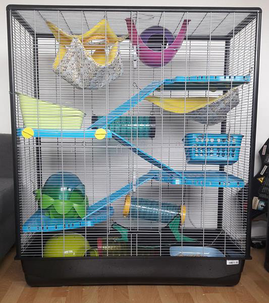 Une cage parfaite pour ses rats Gamelles Sans Frontière