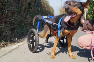 Association à l’honneur : Suzi Handicap Animal