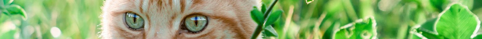 Adopter un chat ou un chaton en ile-de-france