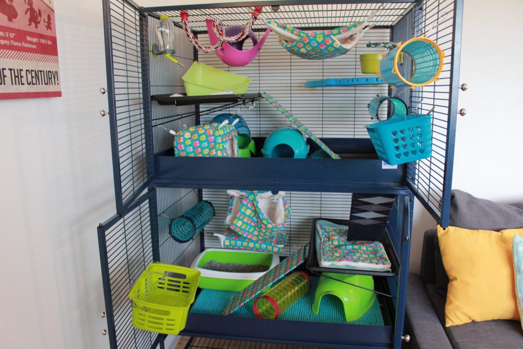 Une cage parfaite pour ses rats – Gamelles Sans Frontière