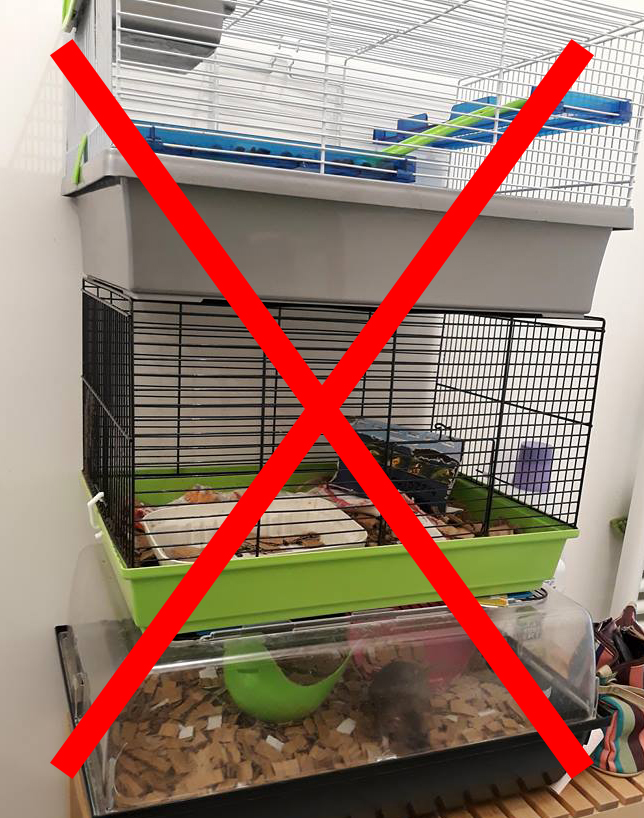 cage non adaptée pour rats