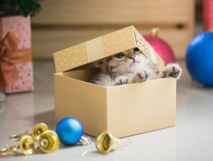 Offrir un animal en cadeau ?