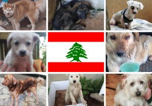 Gamelles Sans Frontière au Liban
