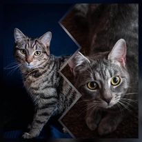 adoption chaton femelle Villepreux 78