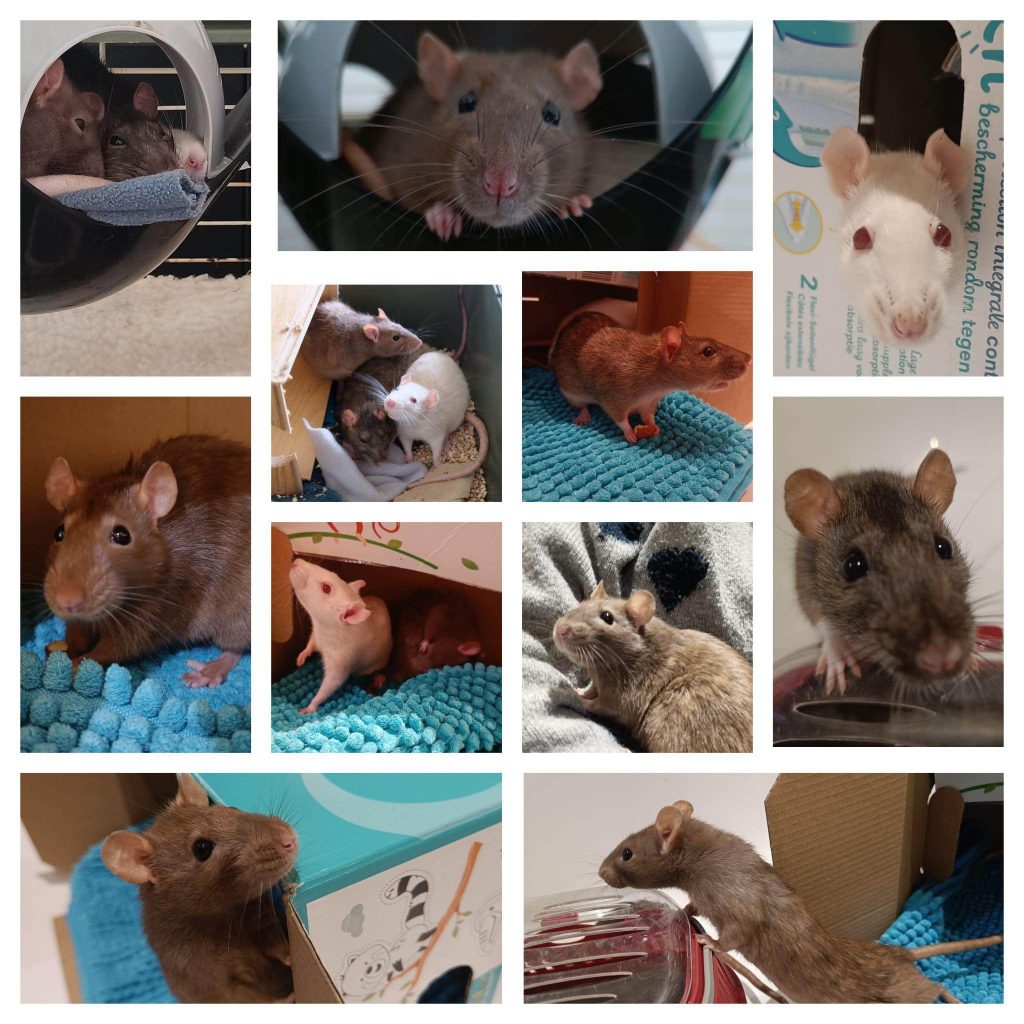 adoption rat femelles Coye la Foret 60