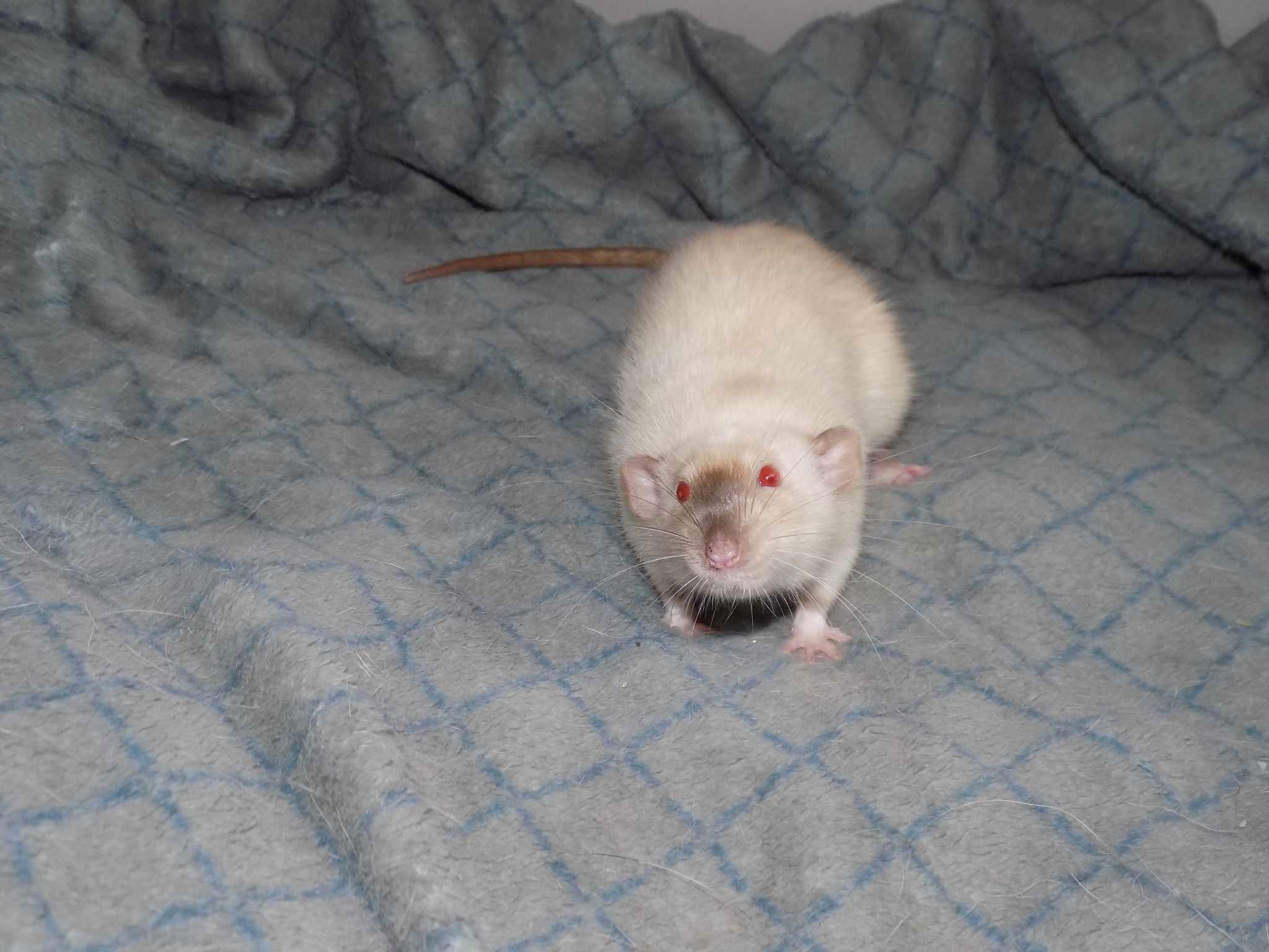 adoption rat Salome 59