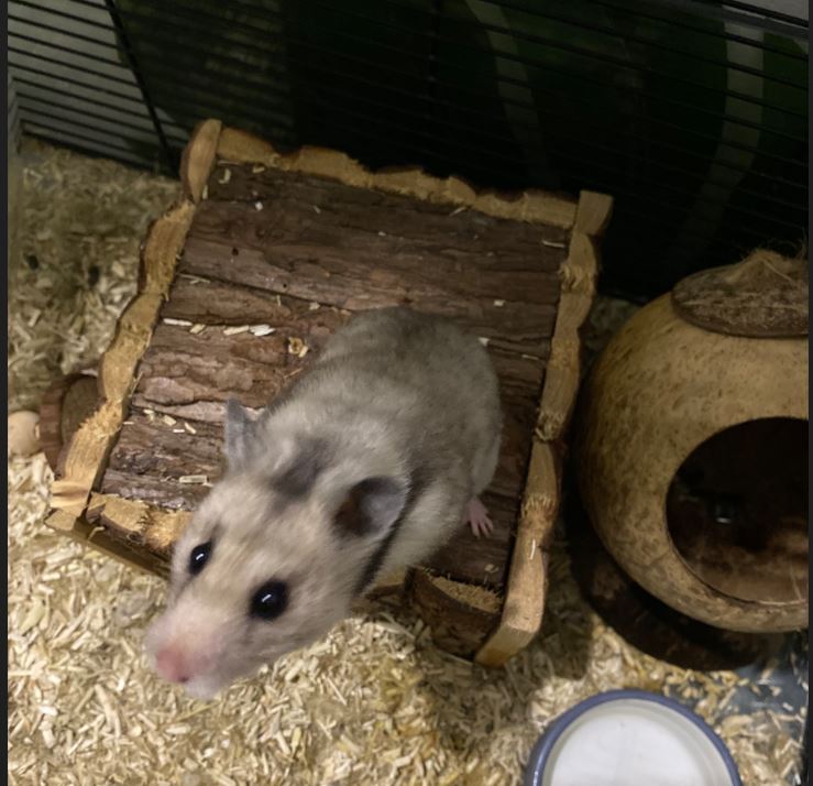 adoption hamster femelle Essonne 91