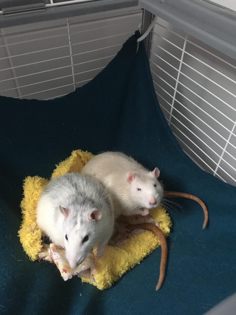 adoption rats Parmain 95
