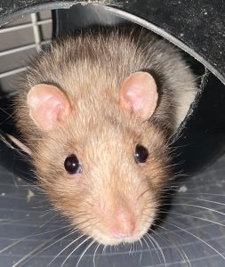 adoption rat 60