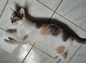 adoption chat ile de france