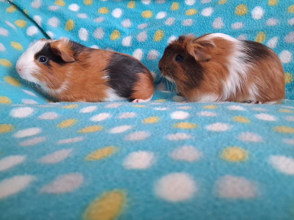 adoption cochon d'inde males 95