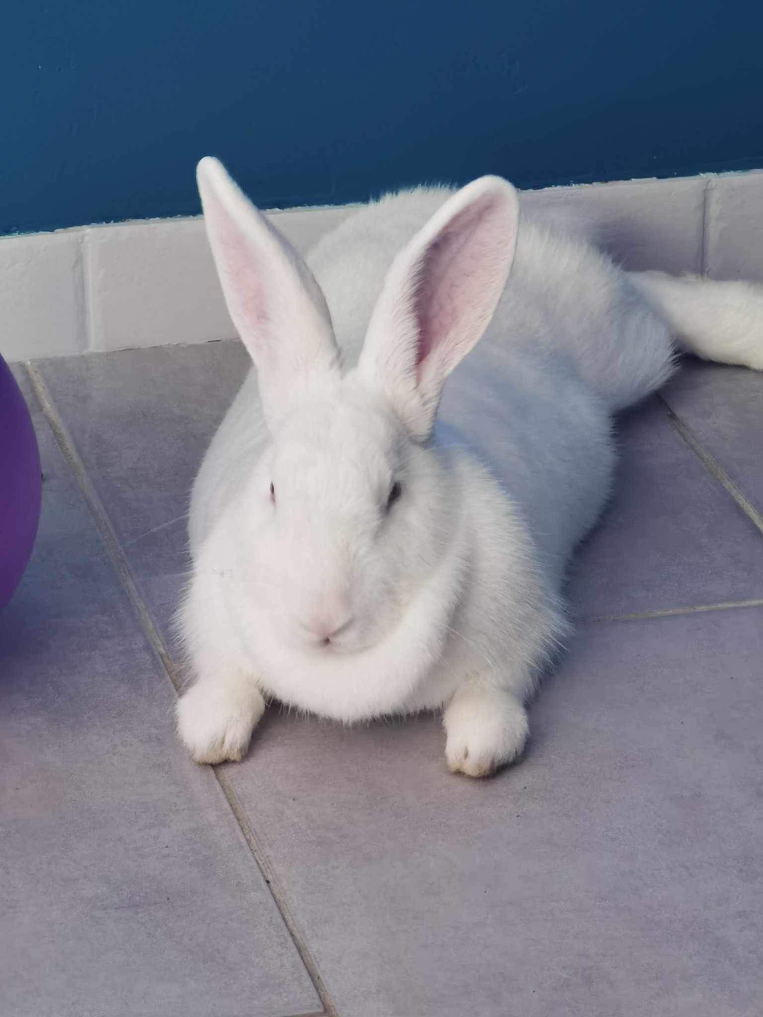 adoption lapin Yvelines