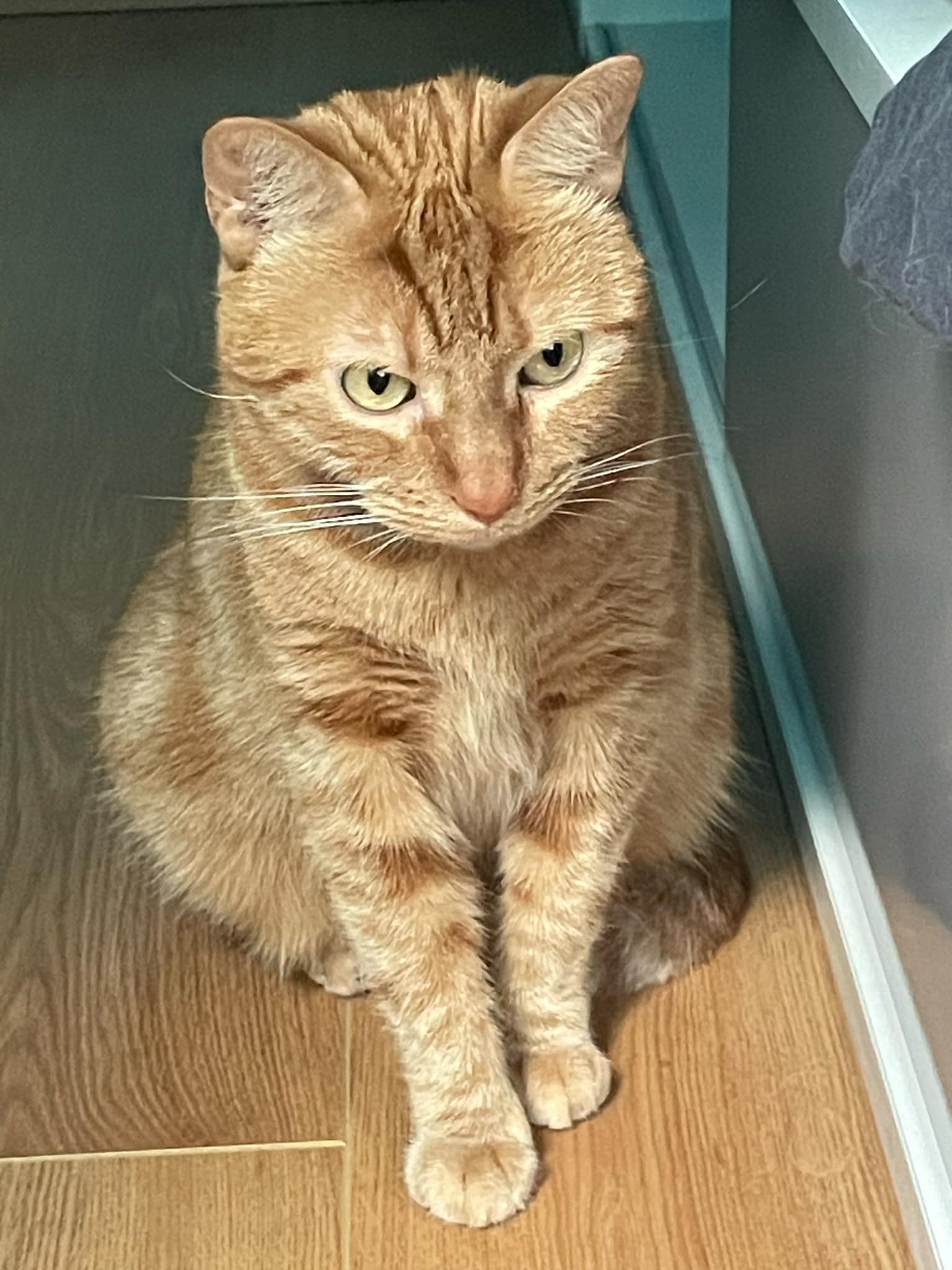 adoption chat val d'oise
