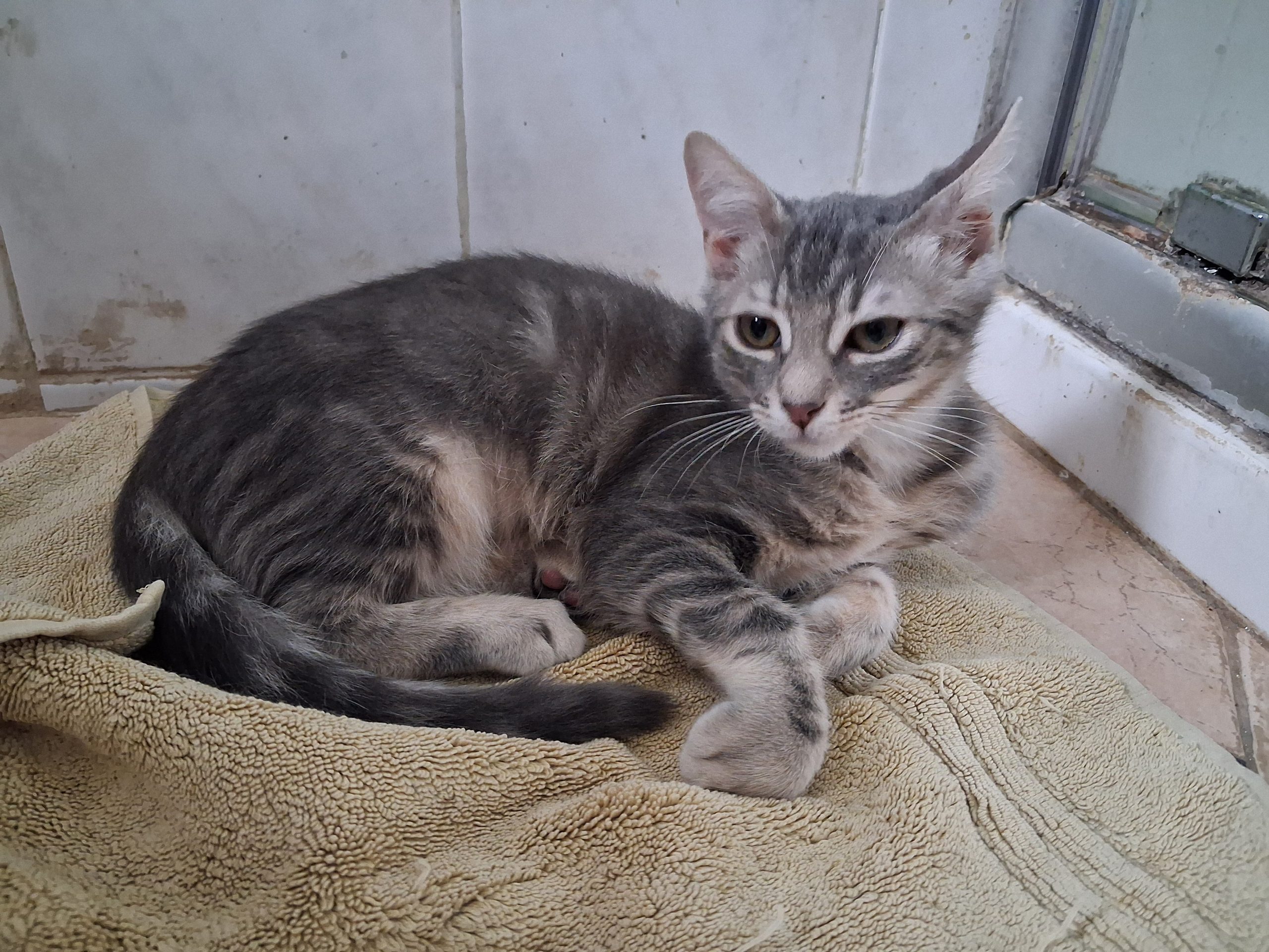 adoption chaton chaumontel 95