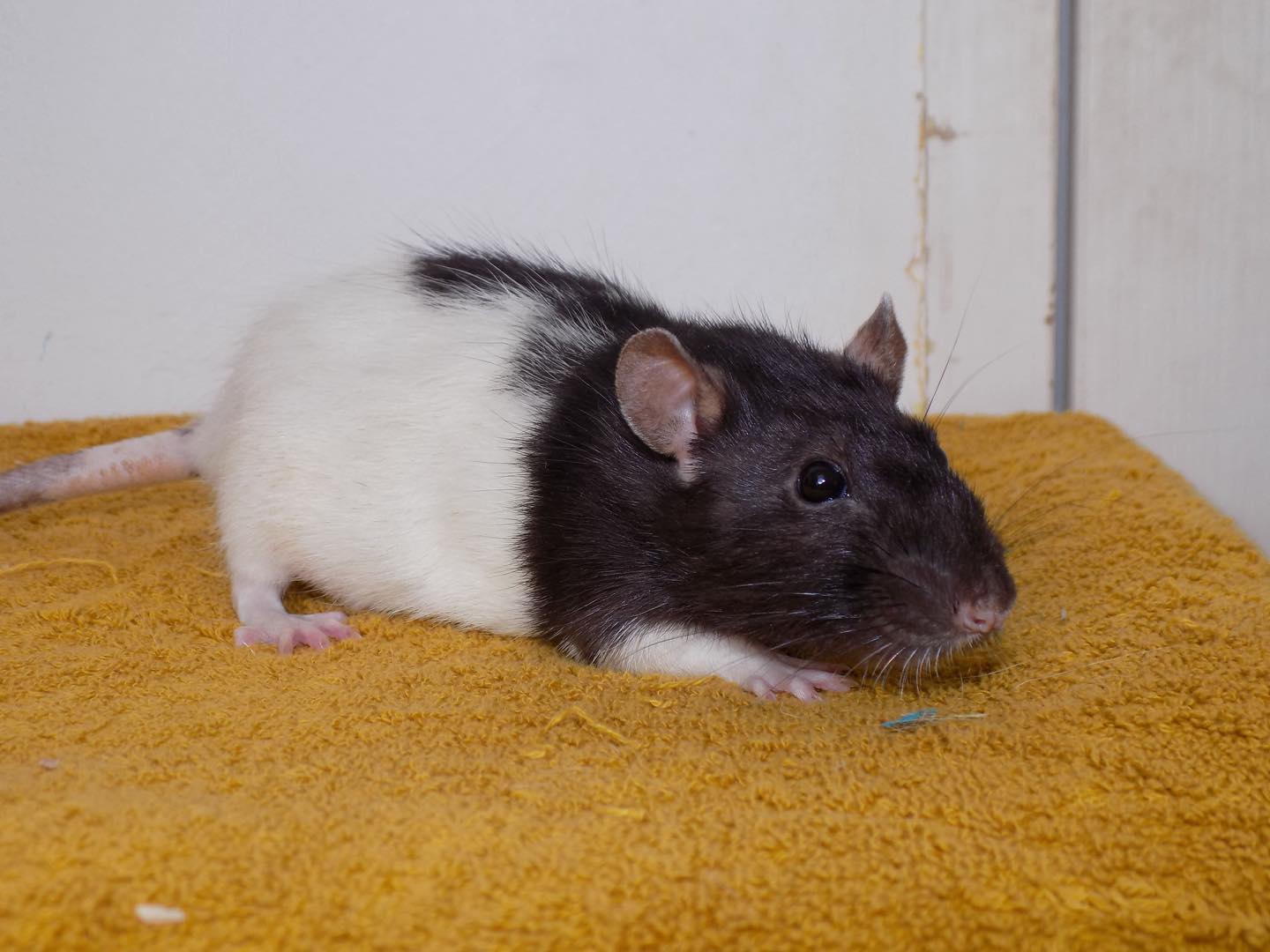 adoption rat 71