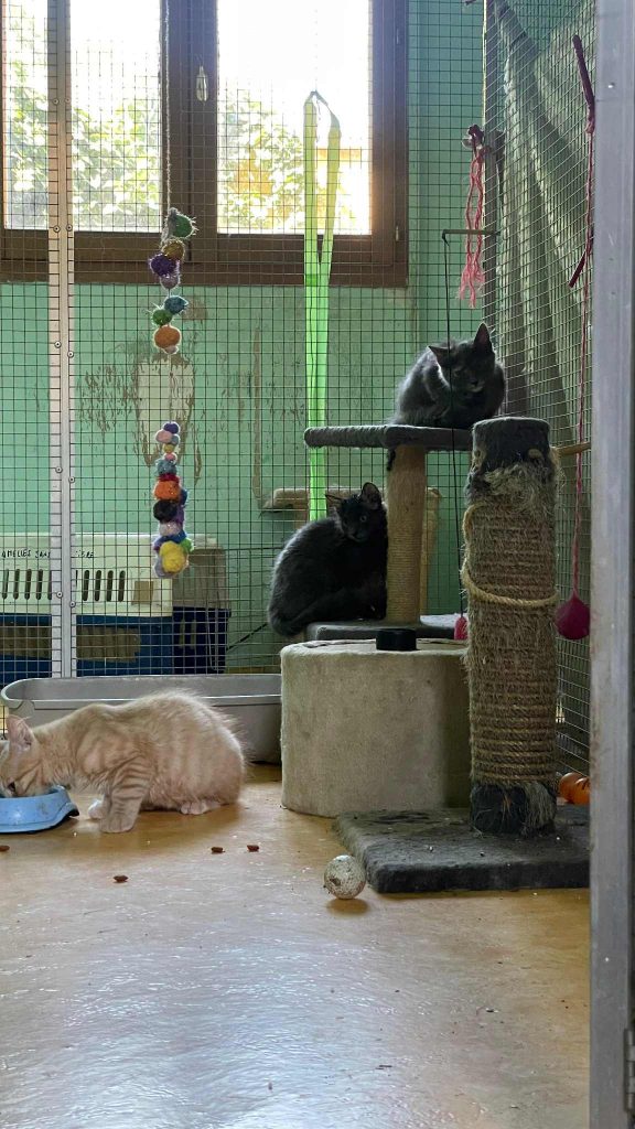 adoption chaton 78