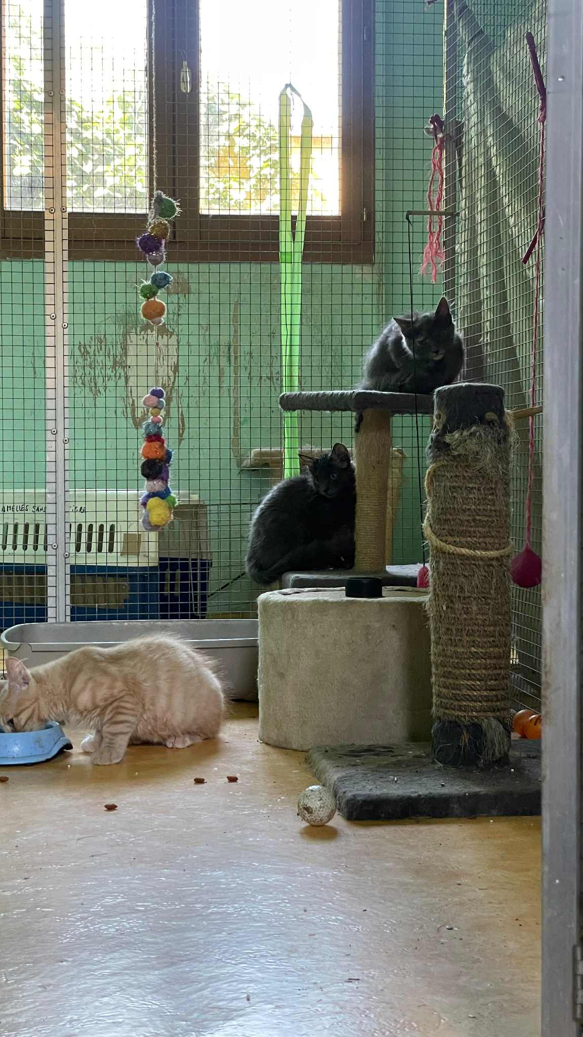 adoption chaton 78