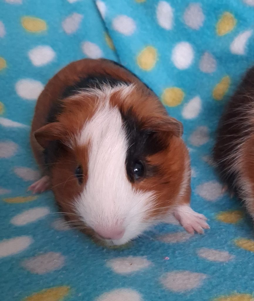 adoption cochon d'inde male chaumontel