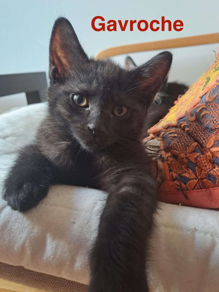 adoption chaton 93