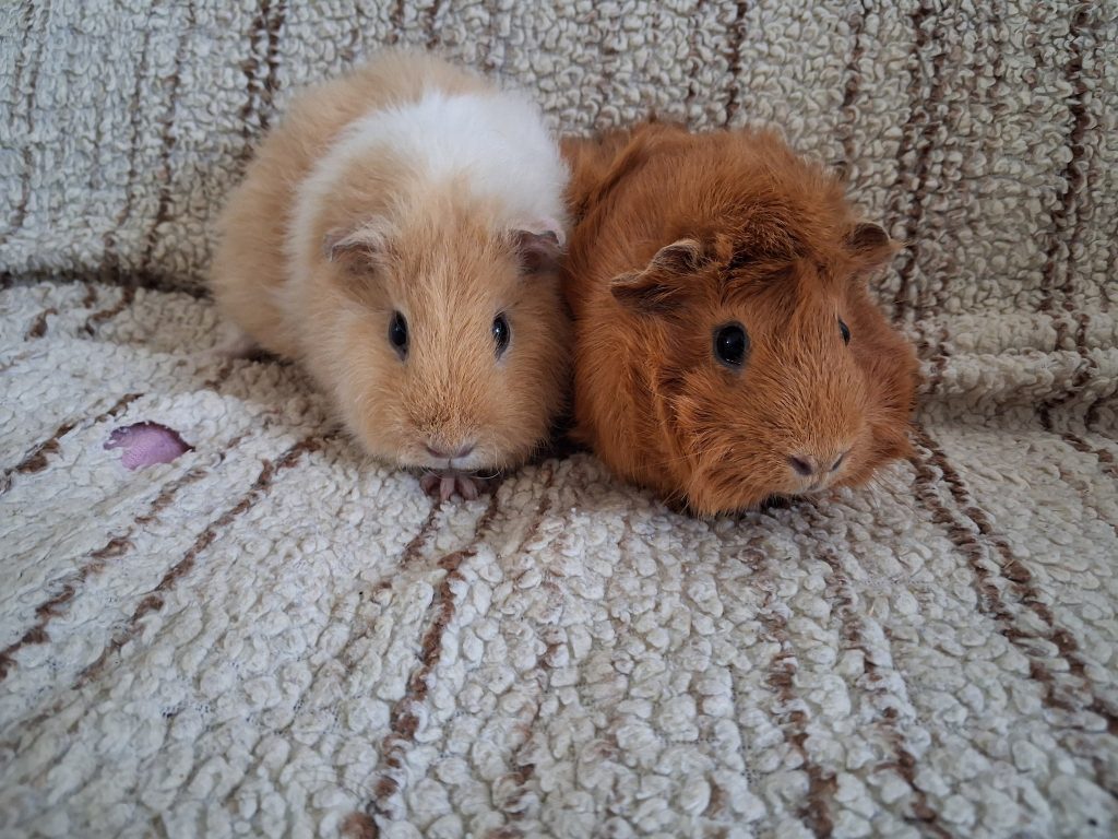 adoption cochons d'inde femelle 95