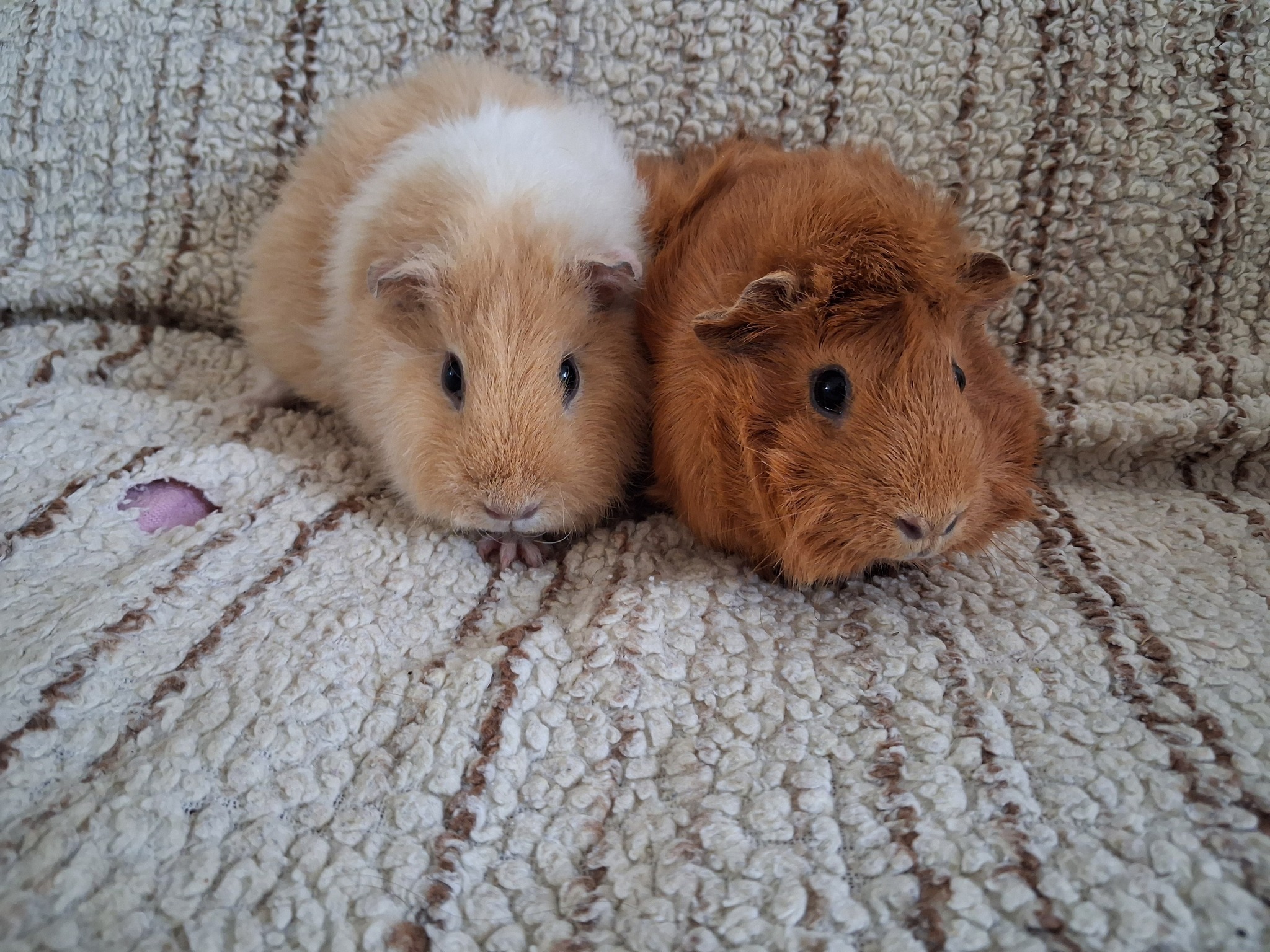adoption cochons d'inde femelle 95
