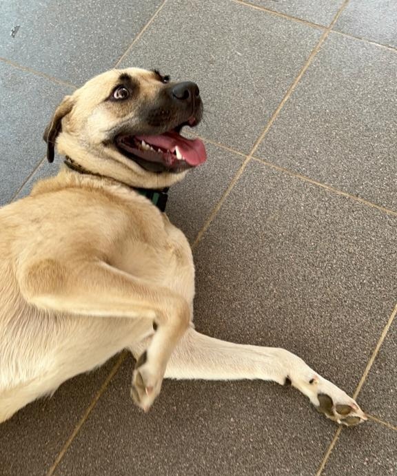 adoption chien ile de france