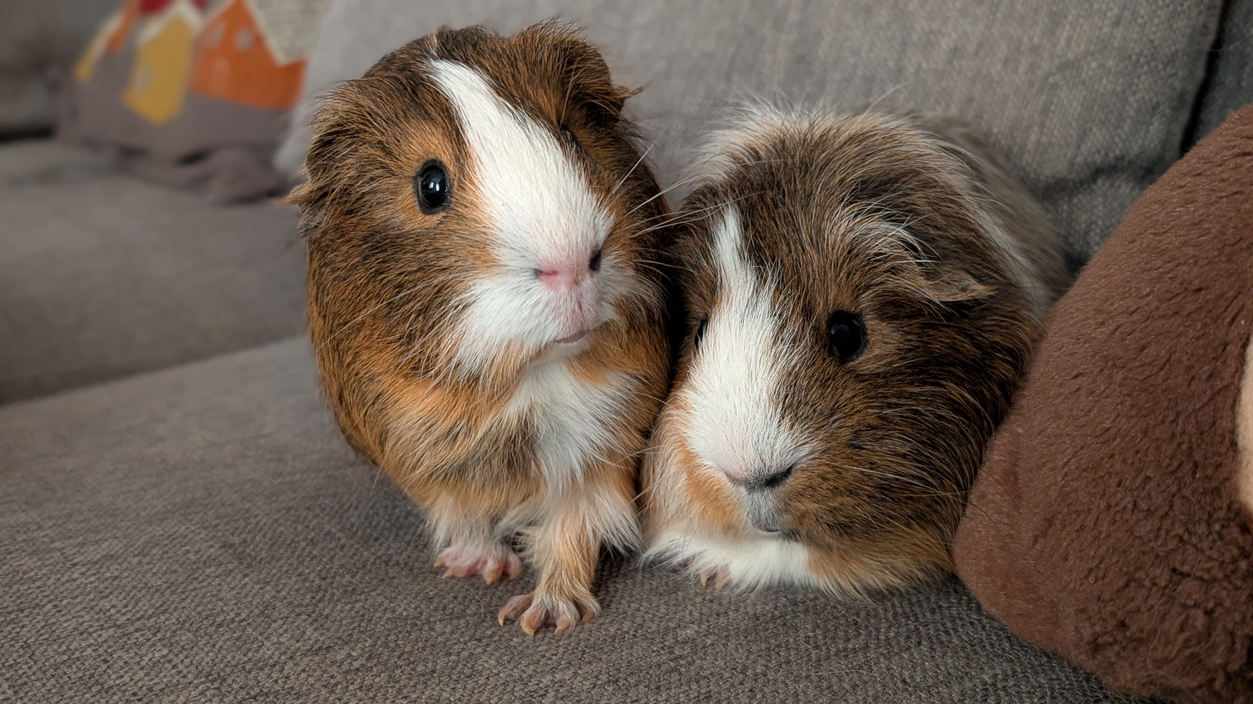 adoption cochon d"inde Paris