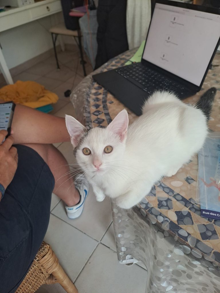 adoption chaton 95