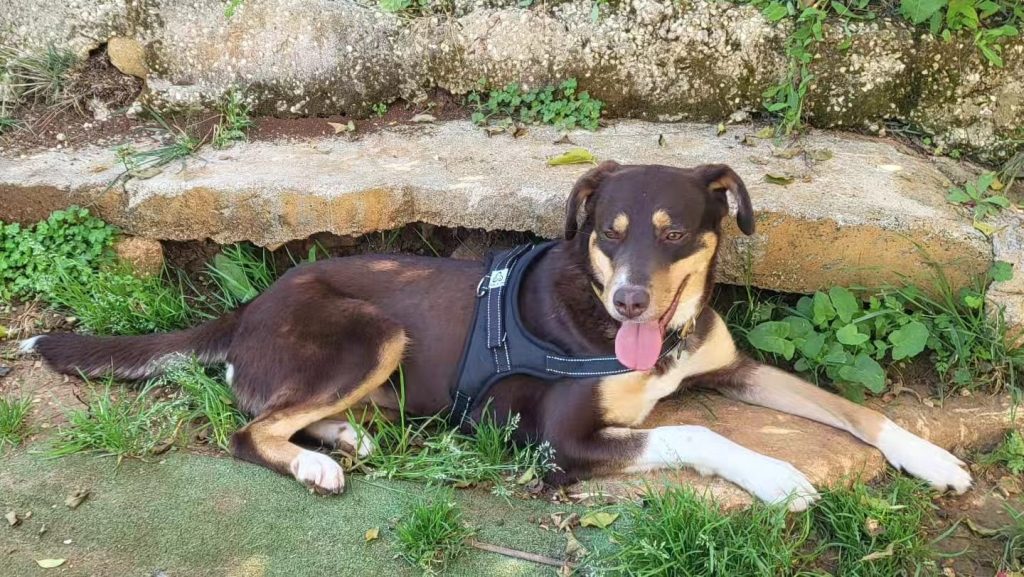 adoption chien ile de france