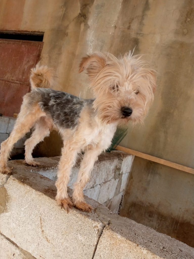 adoption chien ile de france