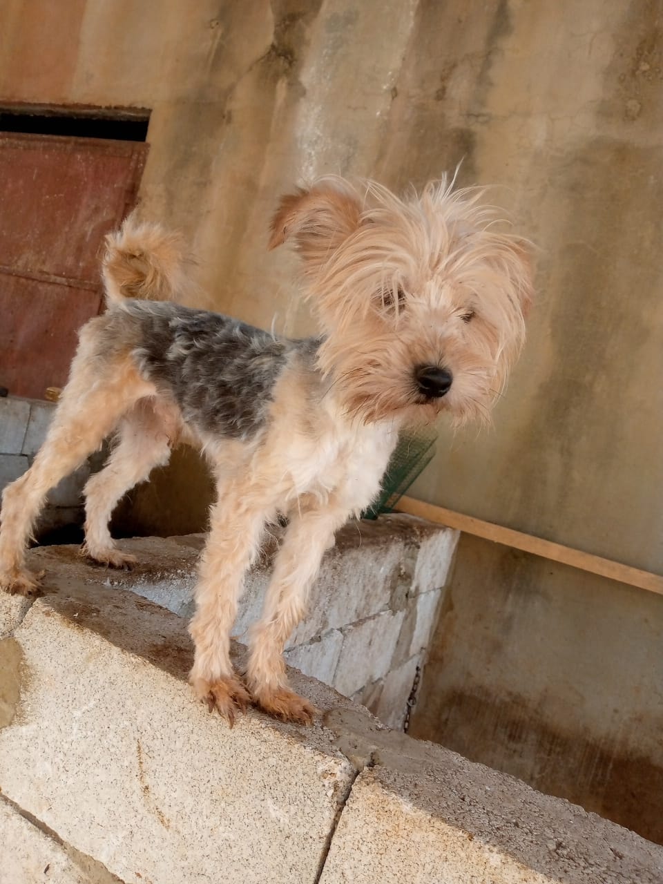 adoption chien ile de france