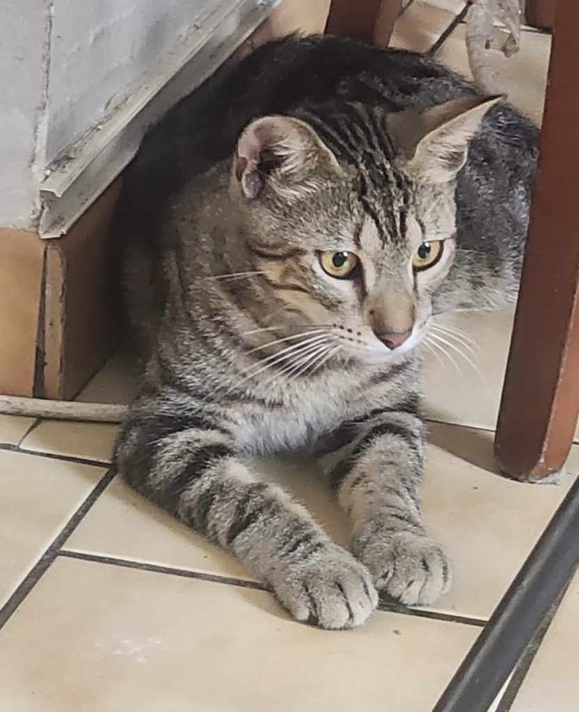 adoptionc haton ile de france