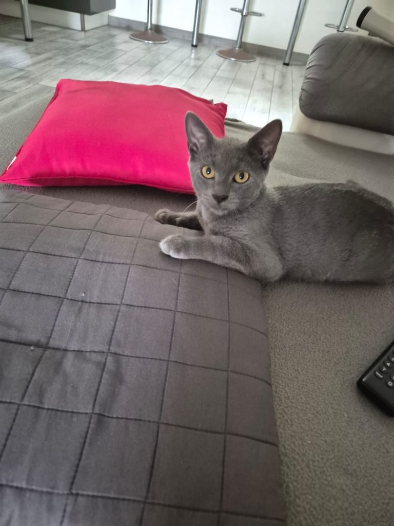 adoptionchaton ile de france