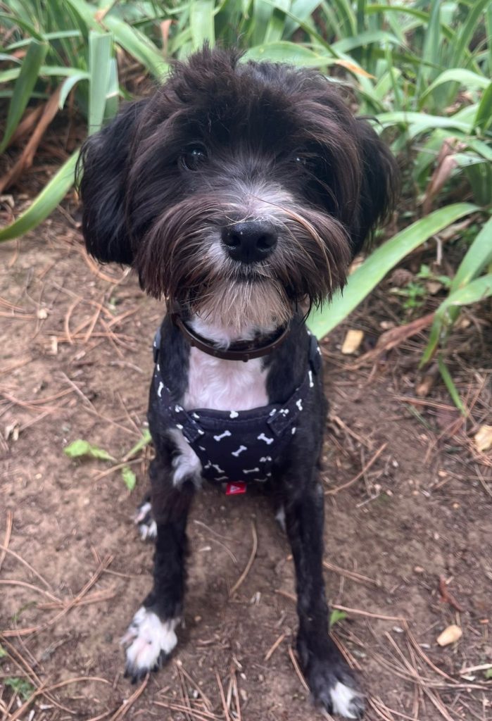 adoption chien Ile de france