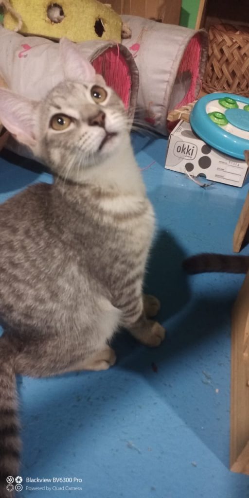 adoption chat ile de france