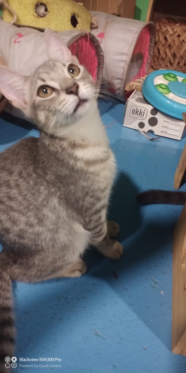 adoption chat ile de france