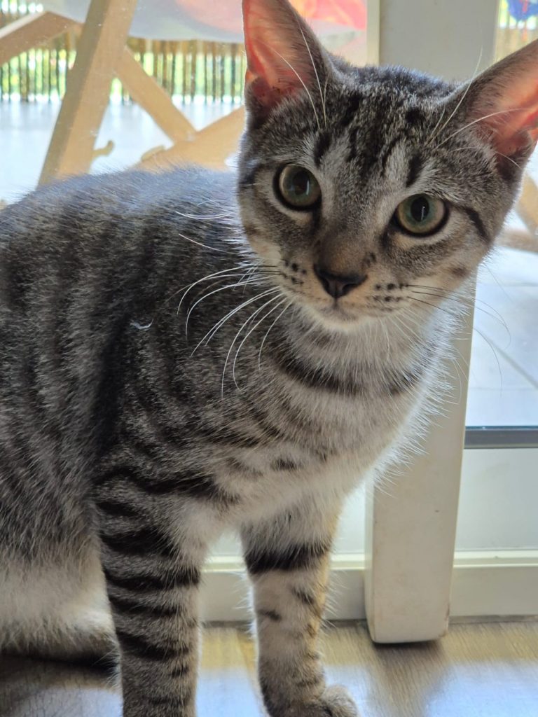 adoption chaton il de france