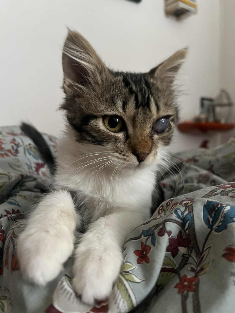 adoptionchaton Paris