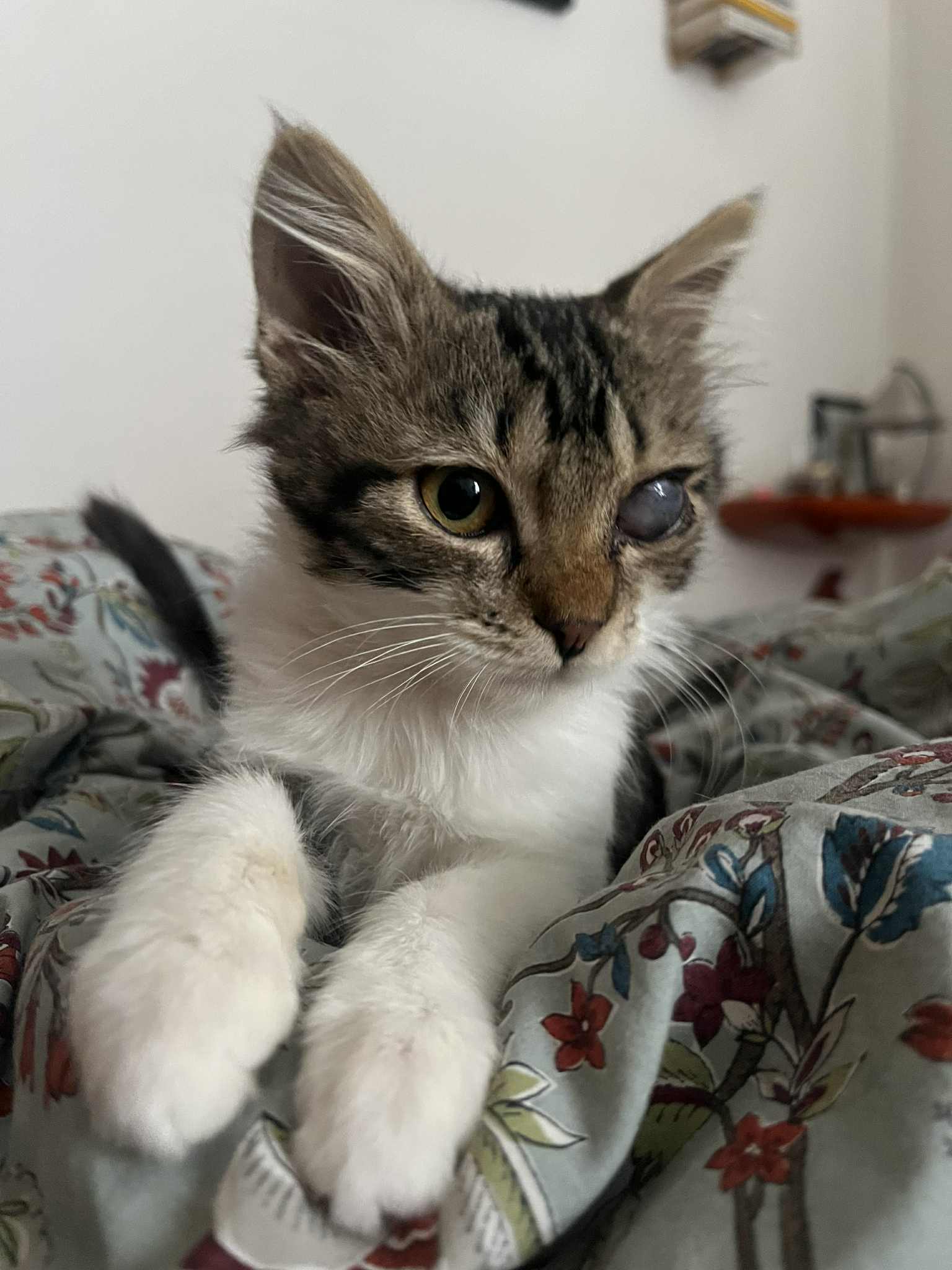 adoptionchaton Paris