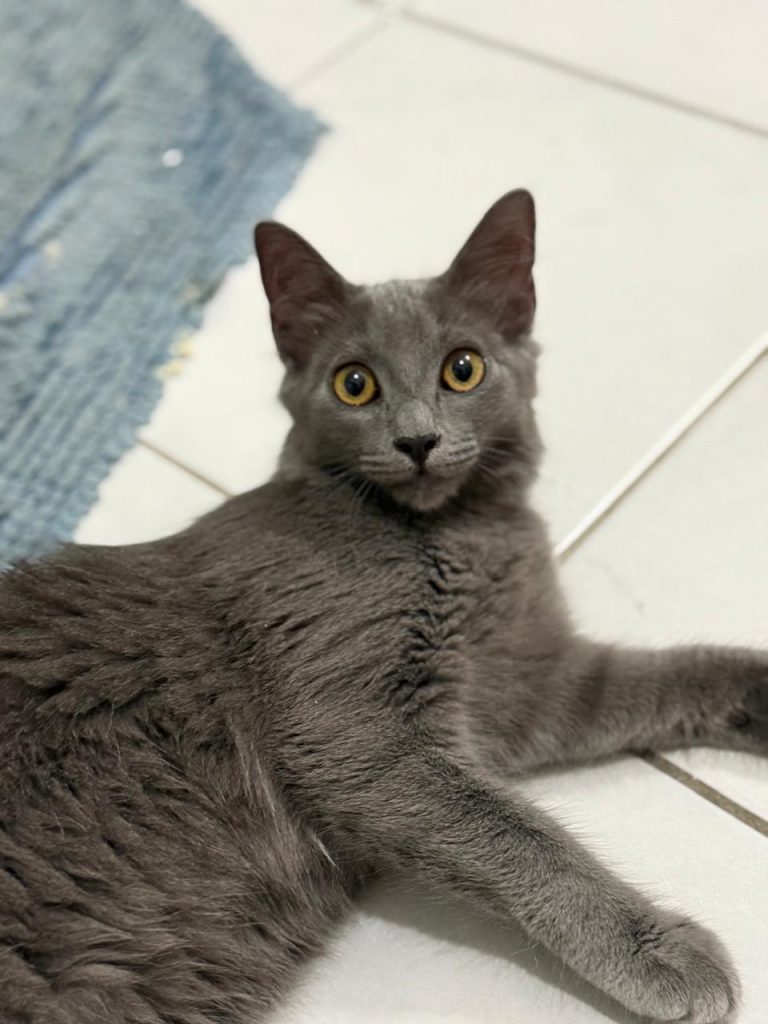 adoptionc haton ile de france