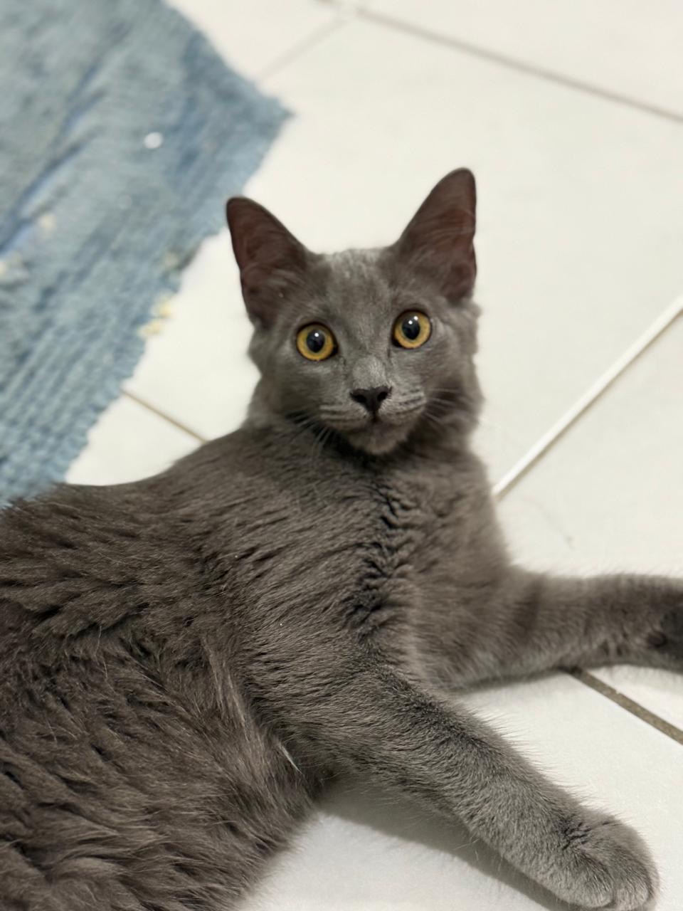 adoptionc haton ile de france