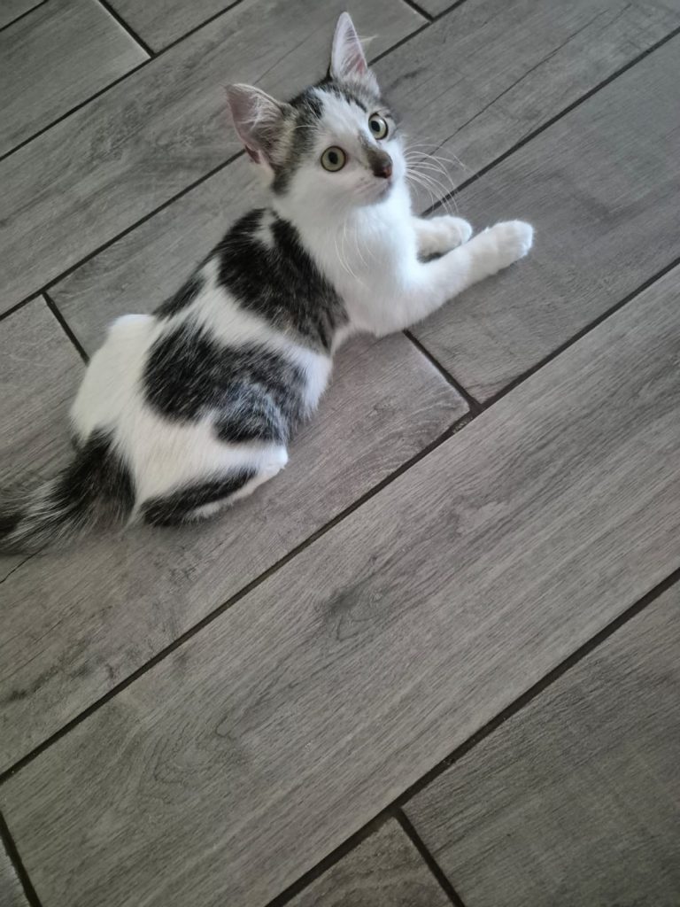 adoptionchaton ile de france