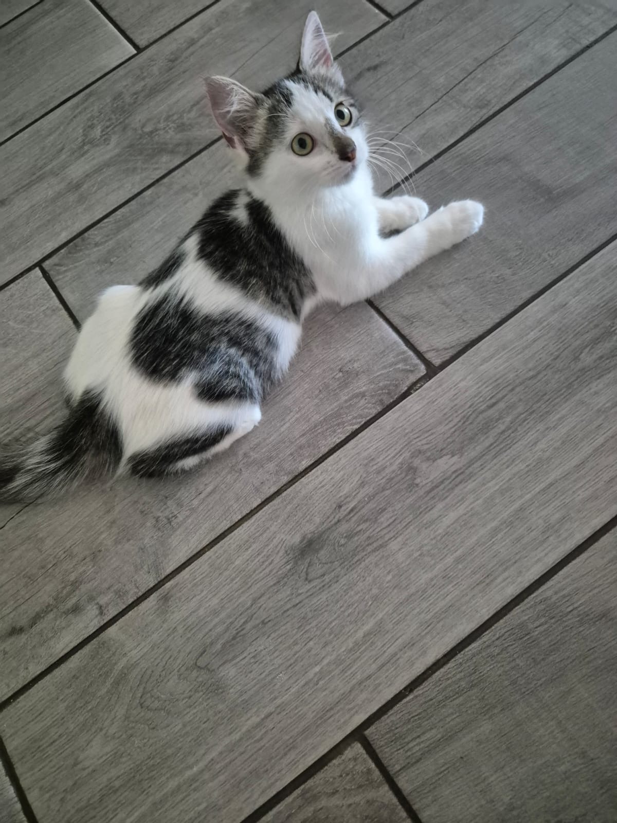 adoptionchaton ile de france