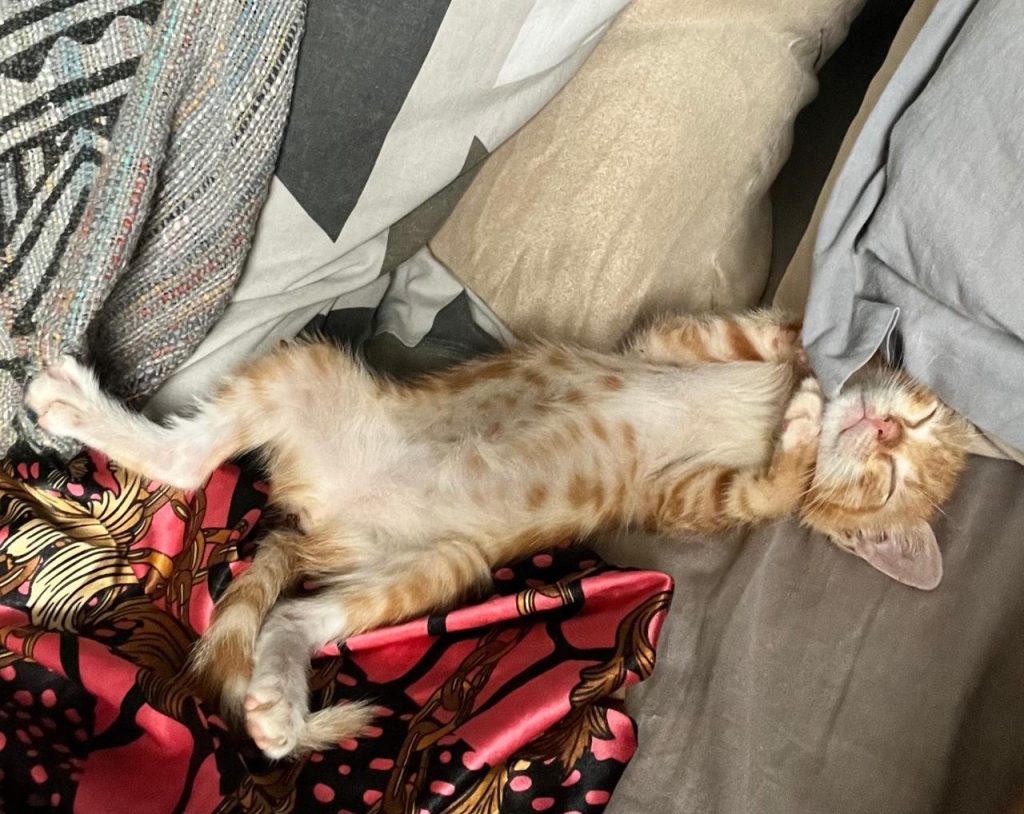 aoption chaton il ede france