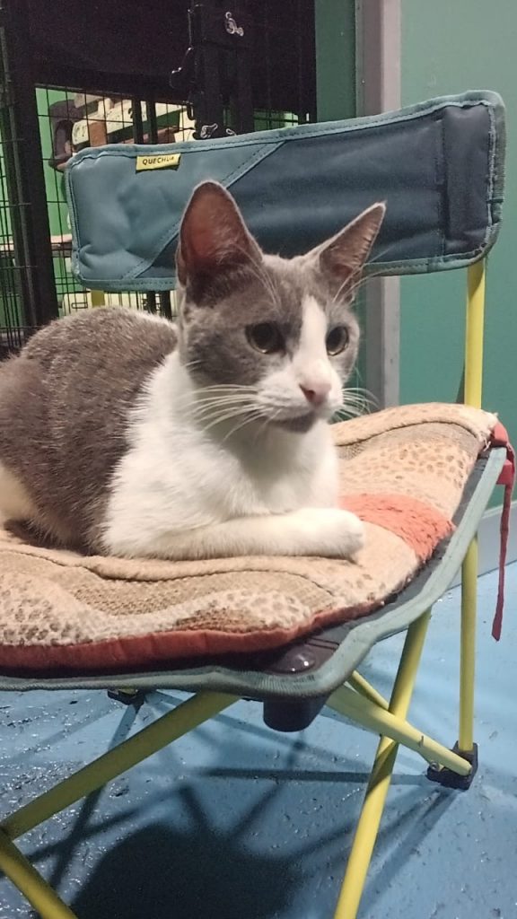 adoption chat ile de france