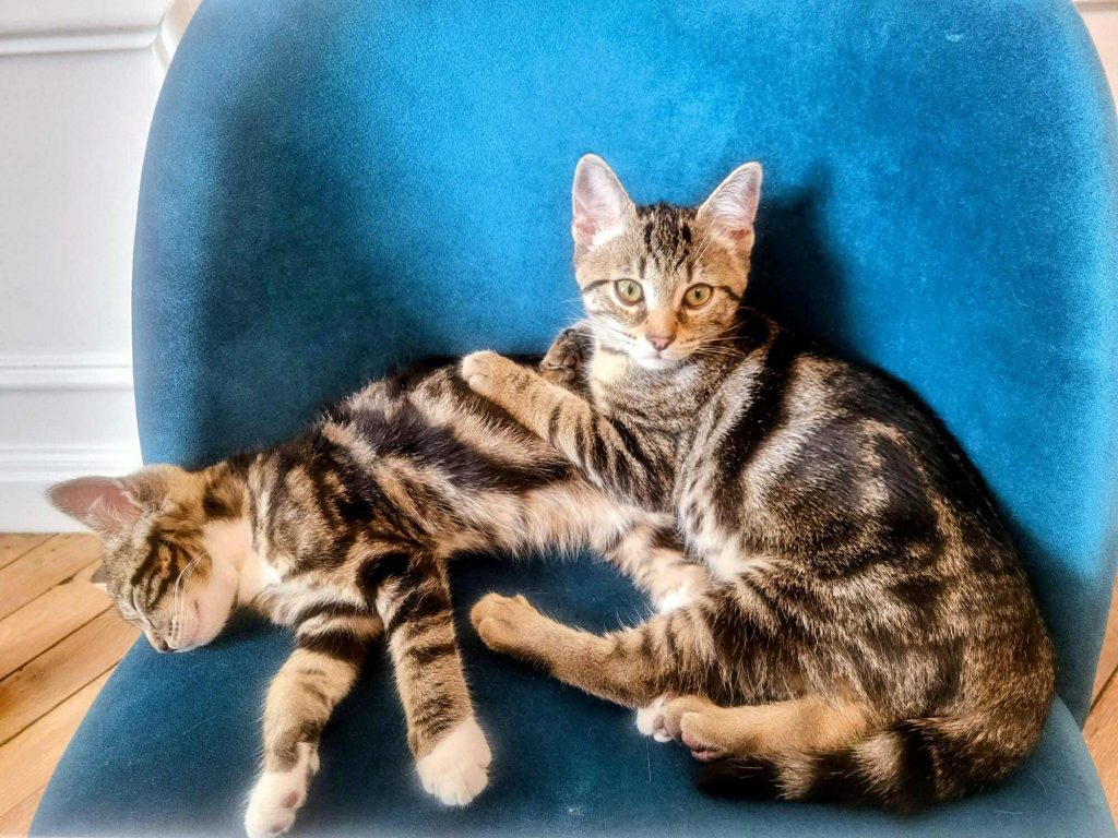 adoption chaton Paris