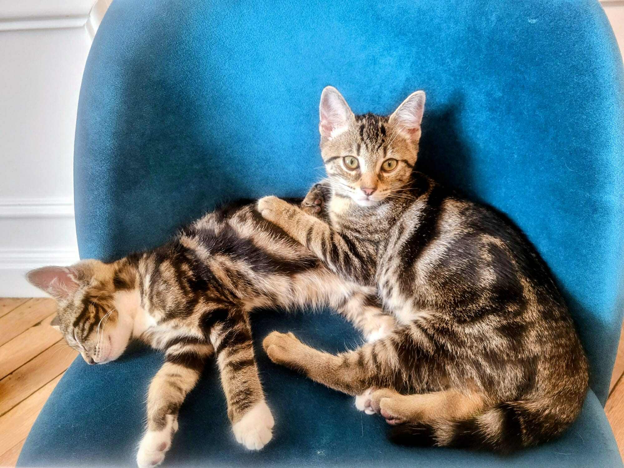 adoption chaton Paris