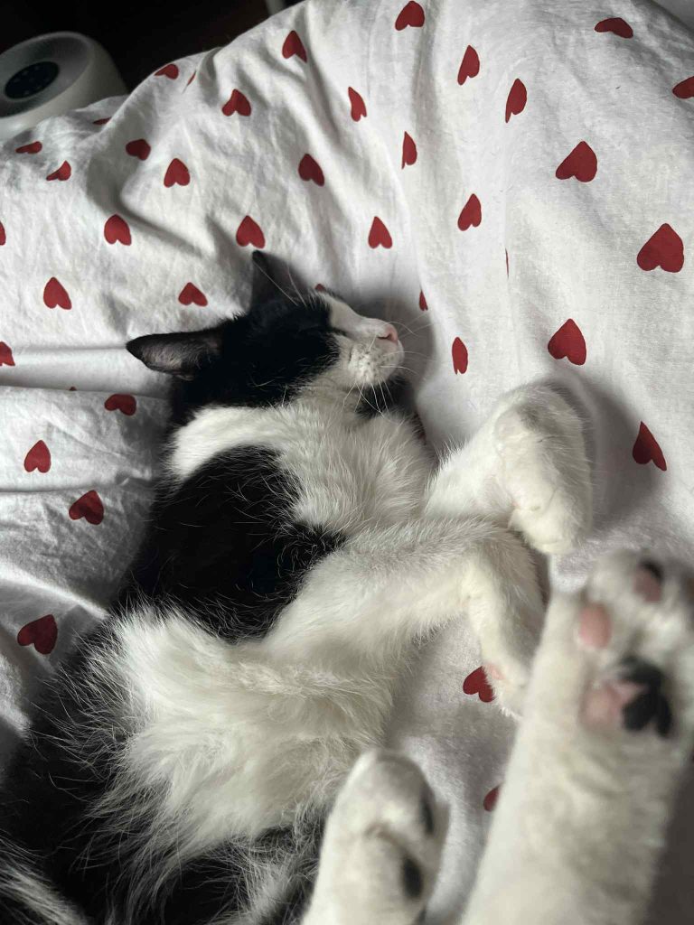 adoptionchat paris