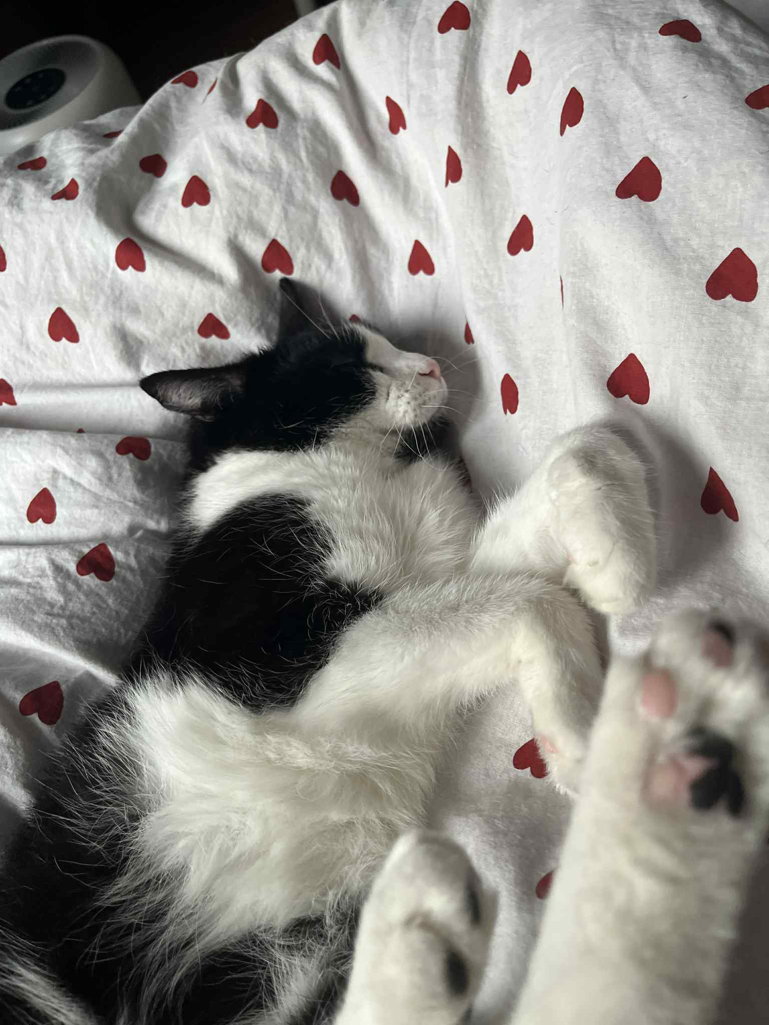 adoptionchat paris