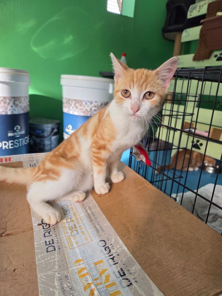 adoption chaton ile de france
